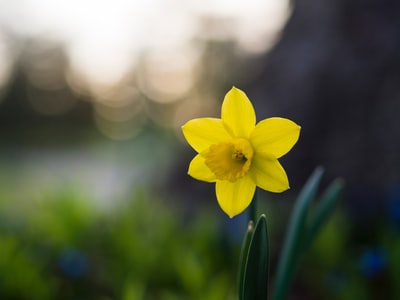 黄色6-petal花选择聚焦的照片
